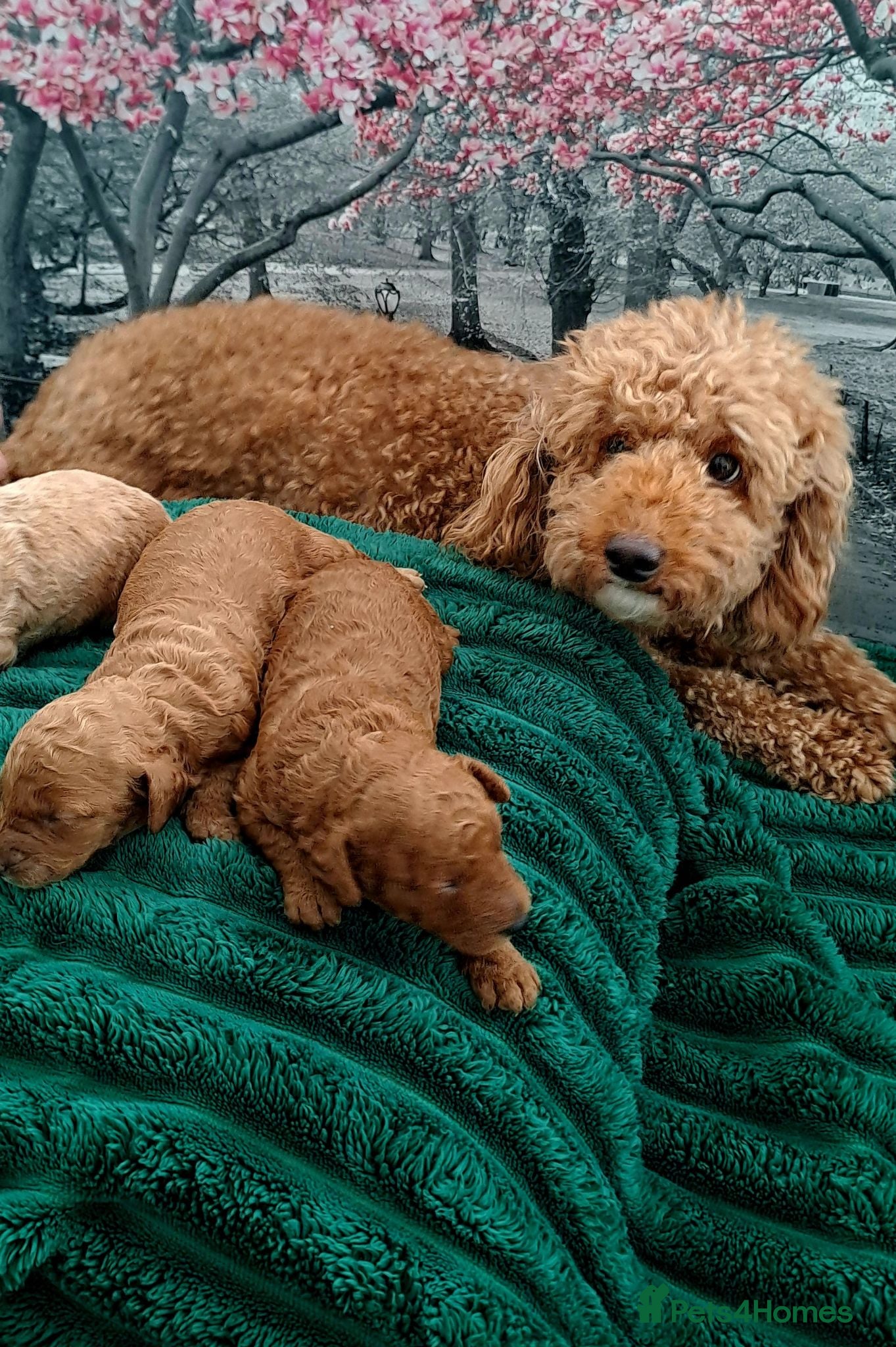 Miniature Poodle dogs KC MINIATURE POODLES  - Advert 1