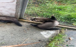 Ferret rodents for sale: Baby ferrets 8 weeks old - Image 3