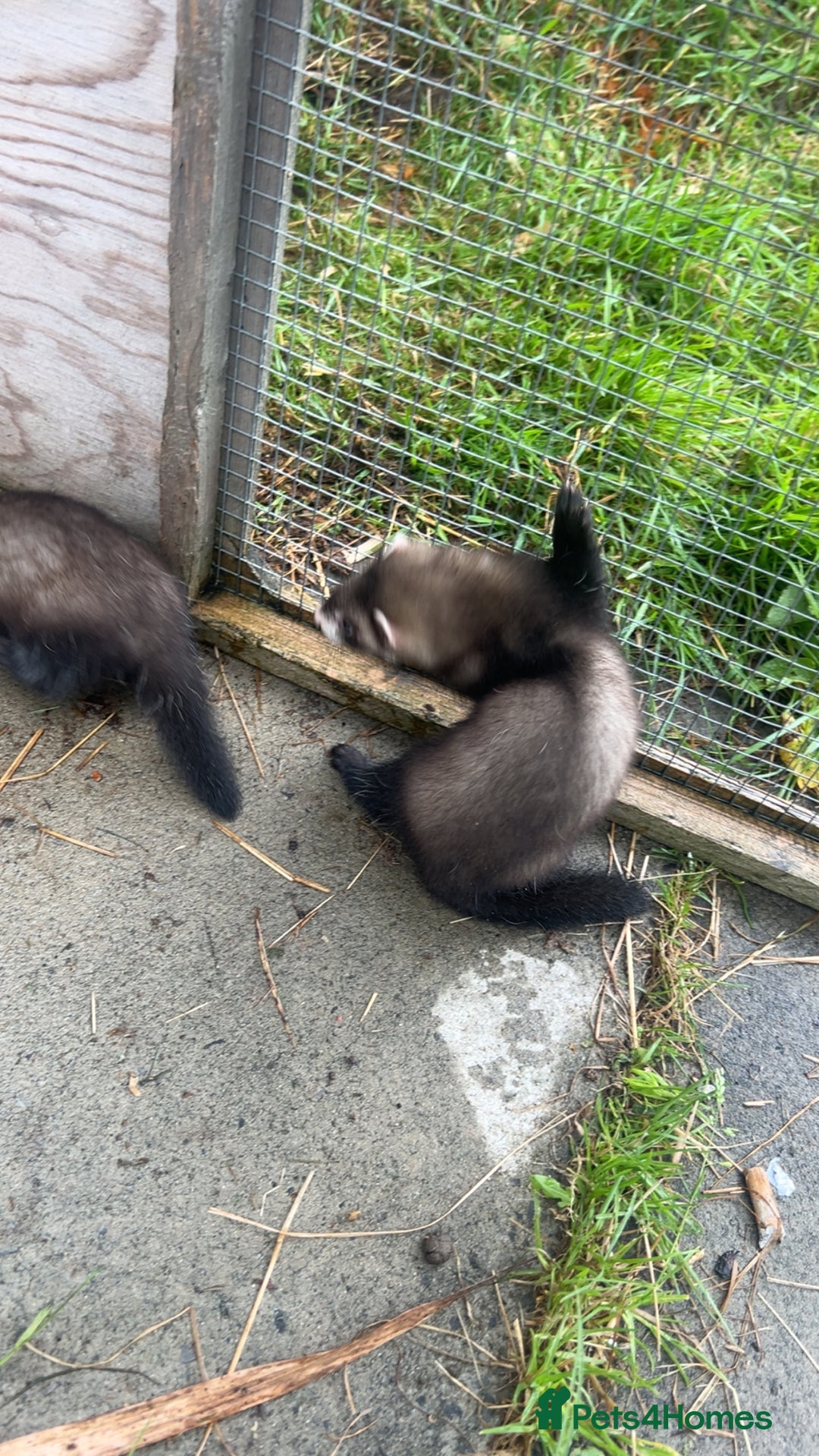 Ferret rodents for sale: Baby ferrets 8 weeks old - Image 3