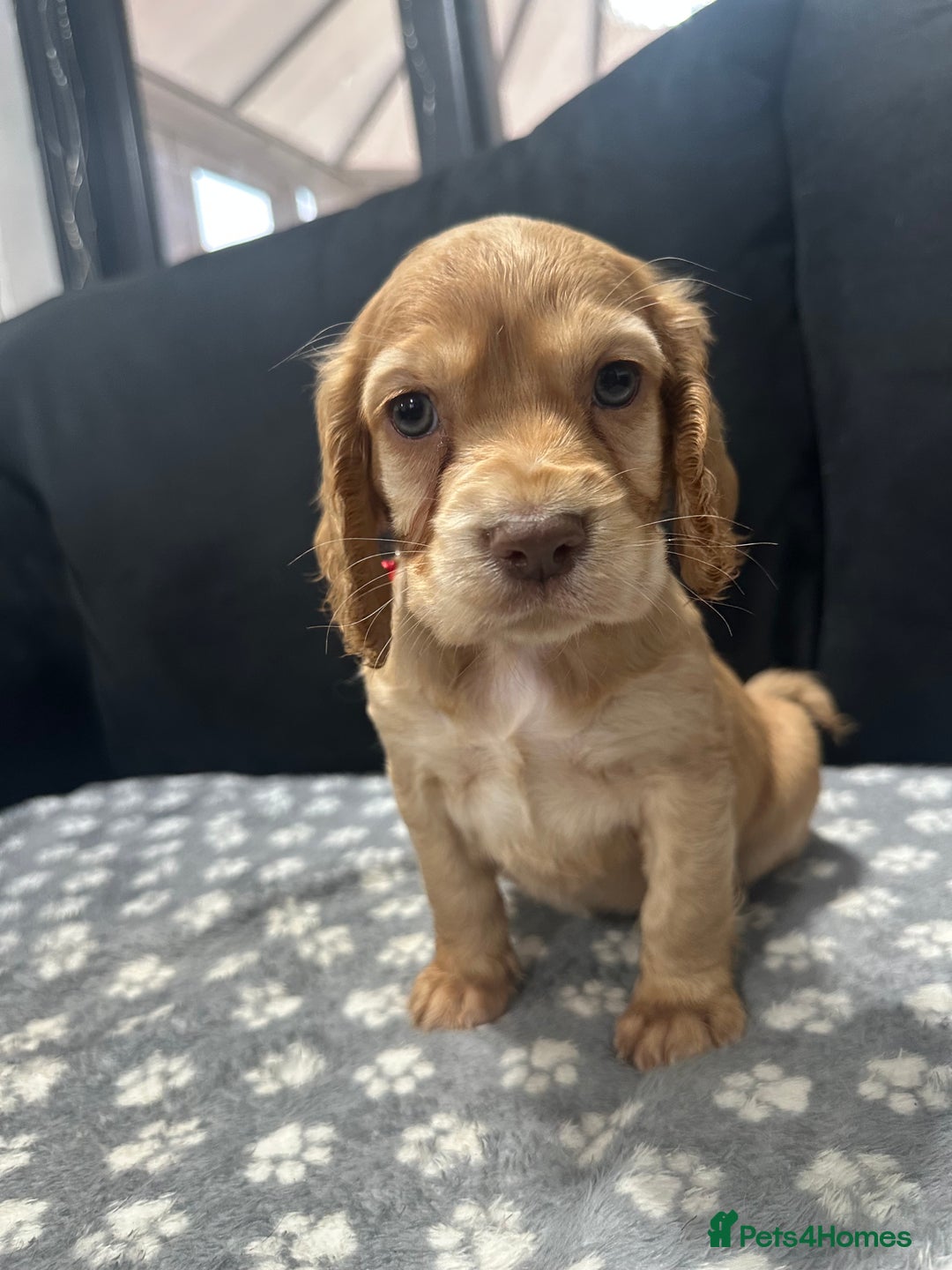 Cocker Spaniel dogs for sale: 3 beautiful cocker spaniel puppies left  - Advert 30
