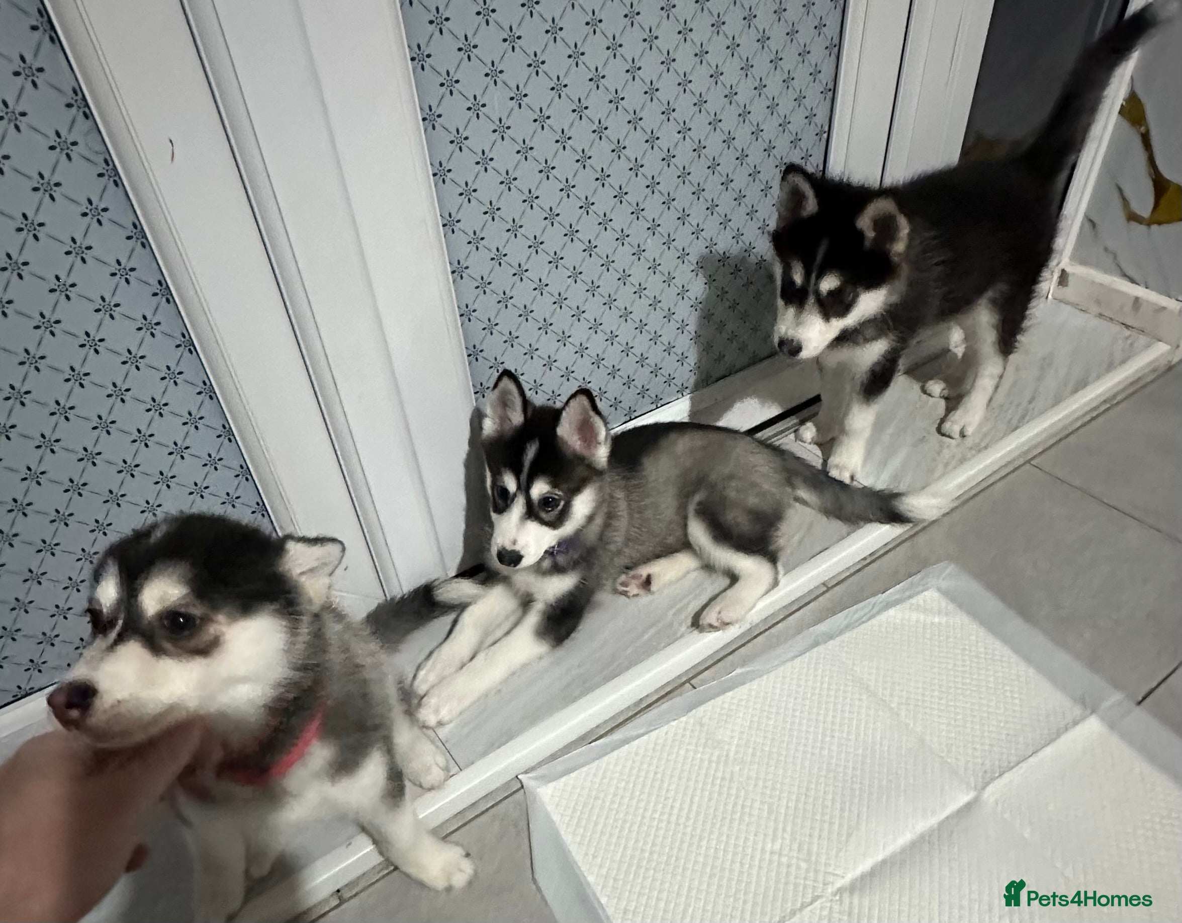 Pomsky dogs Last 3 Pomsky F4 ready  - Advert 1