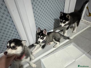 Pomsky dogs Last 3 Pomsky F4 ready - Advert 1