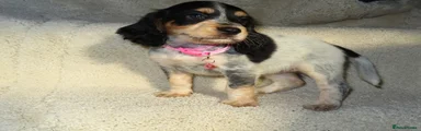 Cocker Spaniel 6
