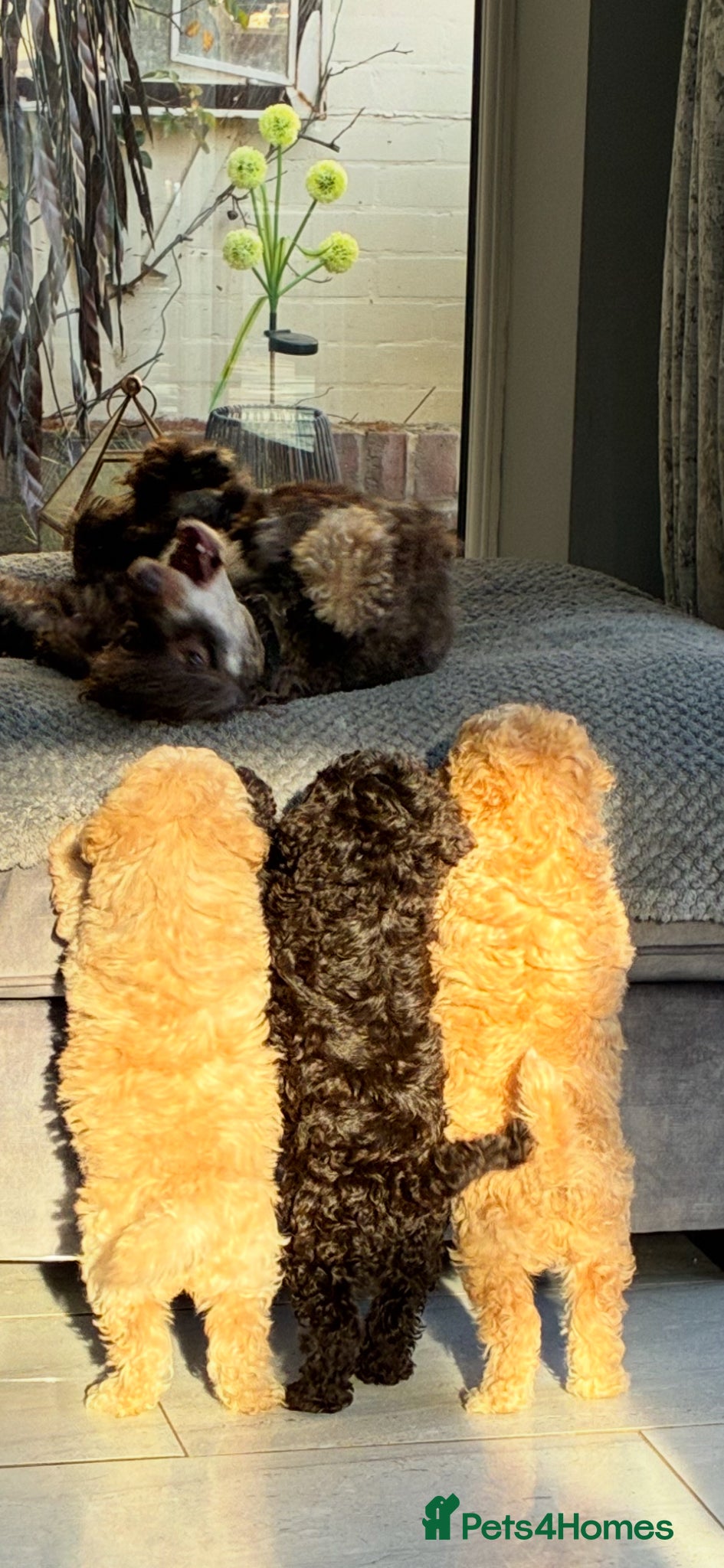 Miniature Poodle dogs Predominately poodles “unique” - Advert 1