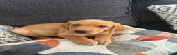 Labrador Retriever dogs for sale: Beautiful KC registered Labrador retriever puppies in Swansea - Advert 20