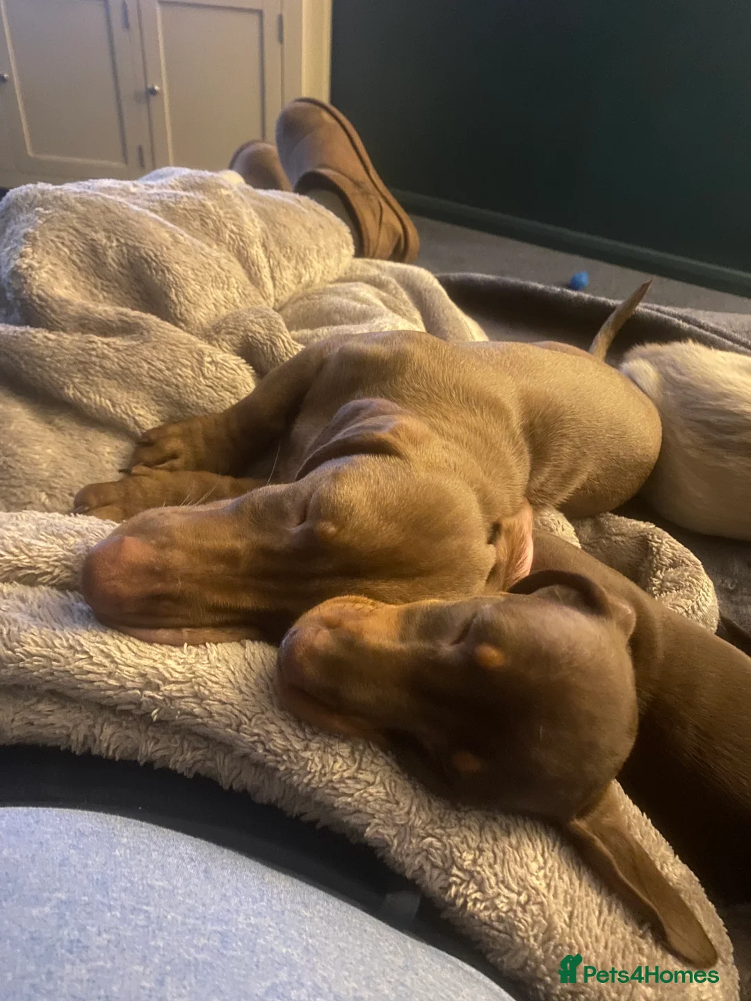 Dachshund dogs for sale: Miniature Dashound - Advert 5