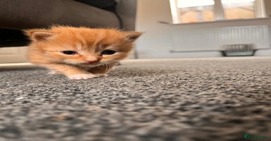 British Longhair cats - Advert 3