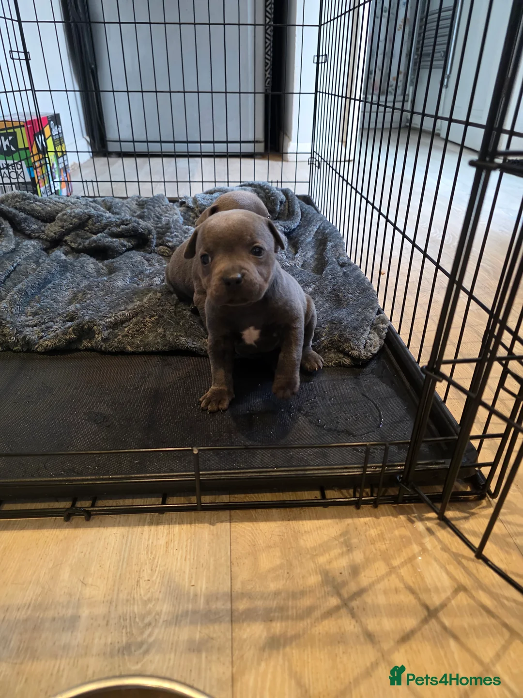 Staffordshire Bull Terrier dogs for sale: Fully suited Blues KC registered  - Advert 1