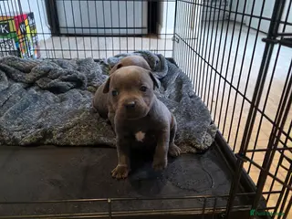 Staffordshire Bull Terrier dogs Fully suited Blues KC registered - Advert 3