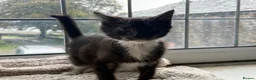 Mixed Breed cats for sale: Very very friendly black & white kitten  - Advert 5