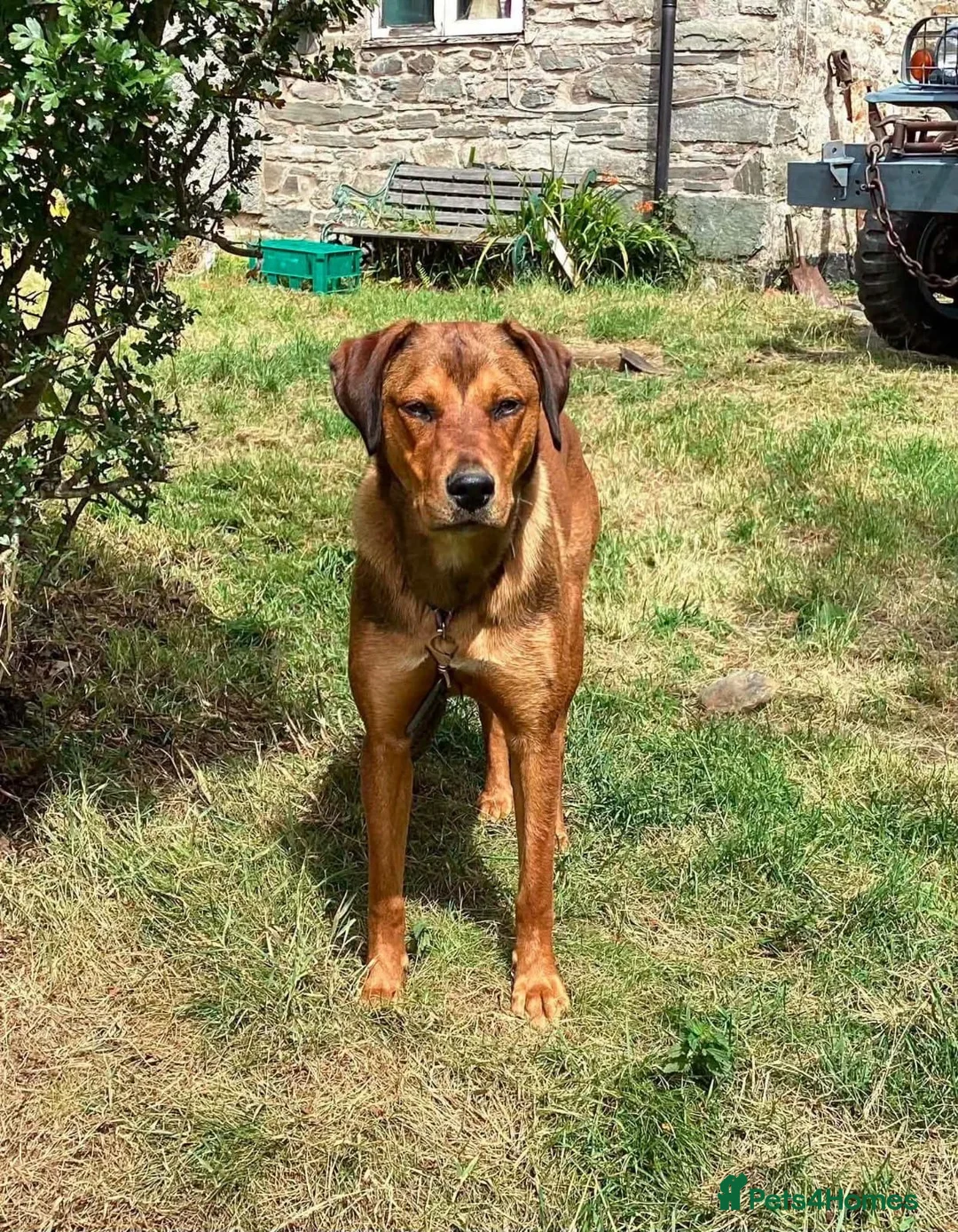 Mixed Breed dogs for adoption: ❤️FREYA – 11-month Red Fox Lab x Rottweiler girl  - Advert 4