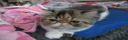 Persian cats for sale: Fantastic Female Persian kitten ready now - Advert 3