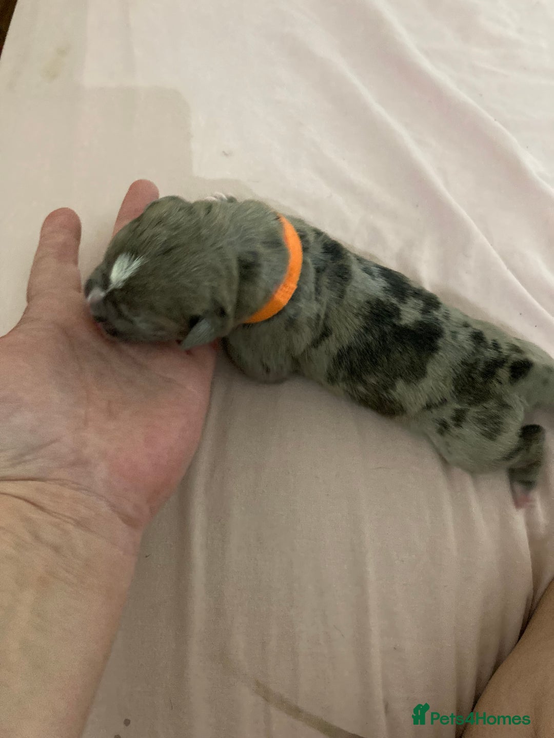 Mixed Breed dogs for sale: Mastiff x Staffy Puppies  - Advert 26