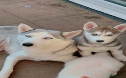 Siberian Husky dogs for sale: Blue Eyed Siberian Husky Puppy - Image 4