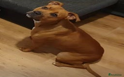 Mixed Breed dogs for sale: Mum-STAFF DAD-CANECORSO - Image 2