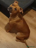 Mixed Breed dogs - Advert 1