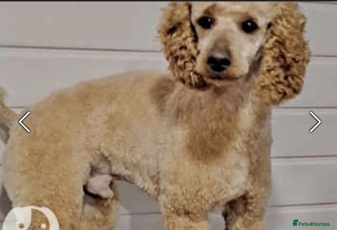 Cockapoo dogs for sale: 5 beautiful cockapoo pups  - Advert 2