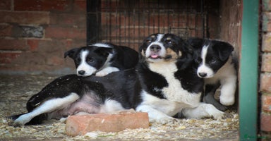 Border Collie dogs - Advert 2