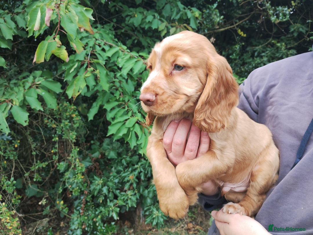 Cocker Spaniel dogs for sale: Cocker Spaniel Puppies - Image 4