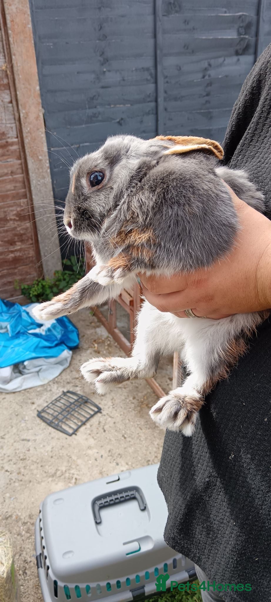 Mixed Breed rabbits Rabbit for rehome - Advert 2