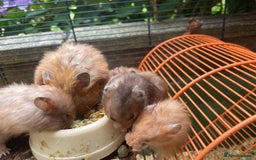 Hamster rodents for sale: Baby hamsters for sale  - Image 3