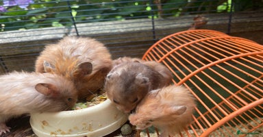 Hamster rodents - Advert 3