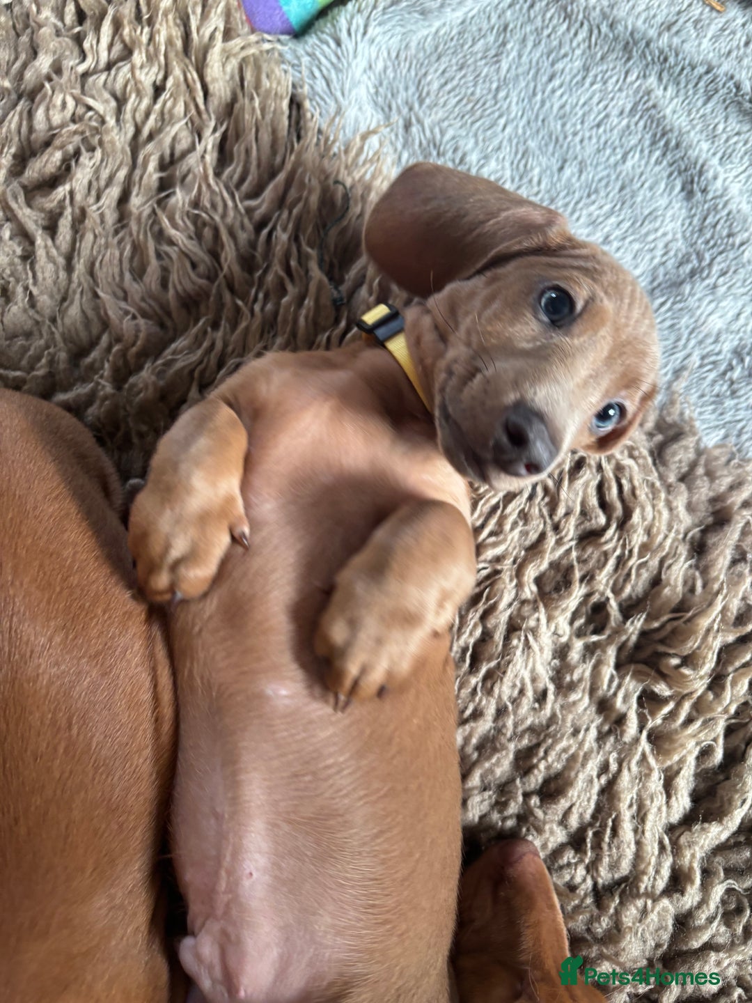 Miniature Dachshund dogs for sale: Now ready to leave 1 beautiful boy leftPRA clear - Advert 3