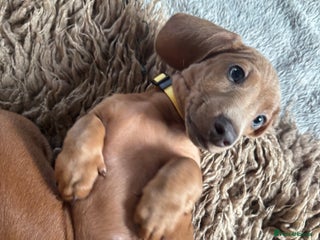 Miniature Dachshund dogs Now ready to leave 2 beautiful boys PRA clear - Advert 12