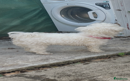 Maltese dogs for sale: Maltese - Image 2