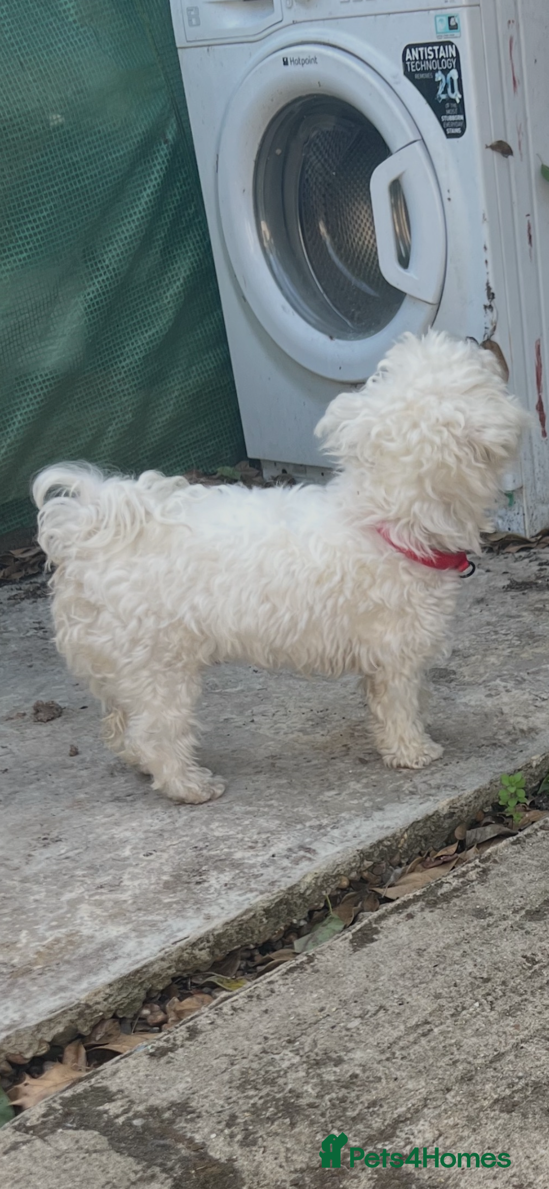 Maltese dogs for sale: Maltese - Image 2