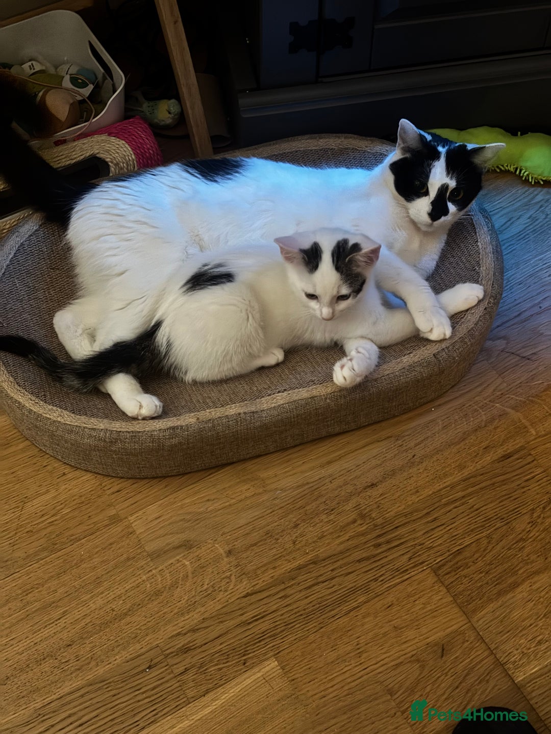 Domestic Shorthair cats for sale: Kittens 2 boys and 1 girl - Advert 7