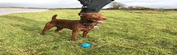 Patterdale Terrier dogs for stud: Chocolate patterdale terrier  - Advert 4