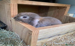 Mini Lop rabbits for sale: MINI LOP BUNNIES - PEDIGREE  - Image 12
