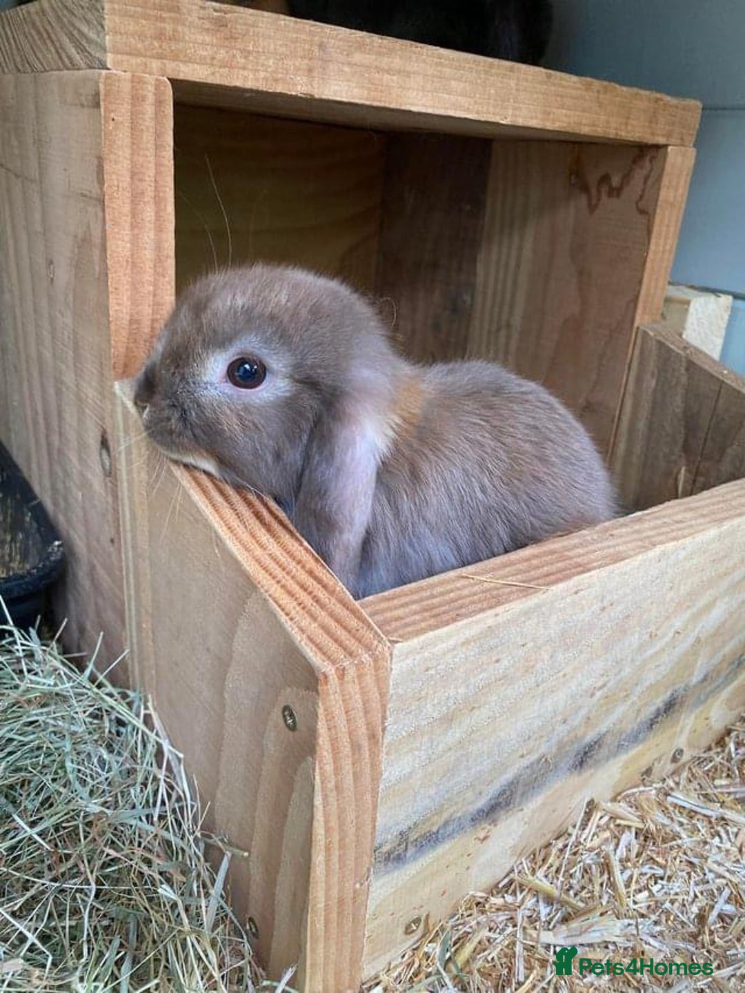 Mini Lop rabbits for sale: MINI LOP BUNNIES - PEDIGREE  - Image 12