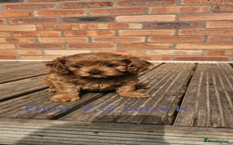 Cavapoo dogs for sale: Beautiful Cavapoo F1b for sale - Image 6