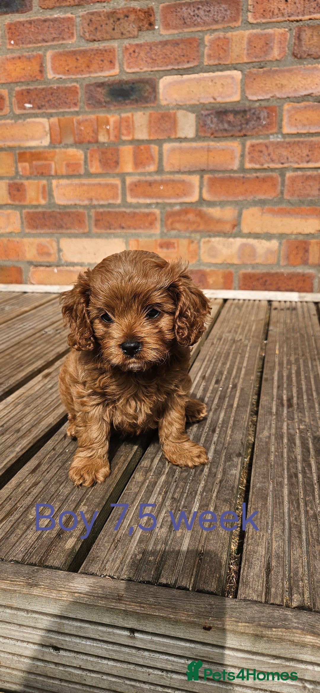 Cavapoo dogs for sale: Beautiful Cavapoo F1b for sale - Image 6