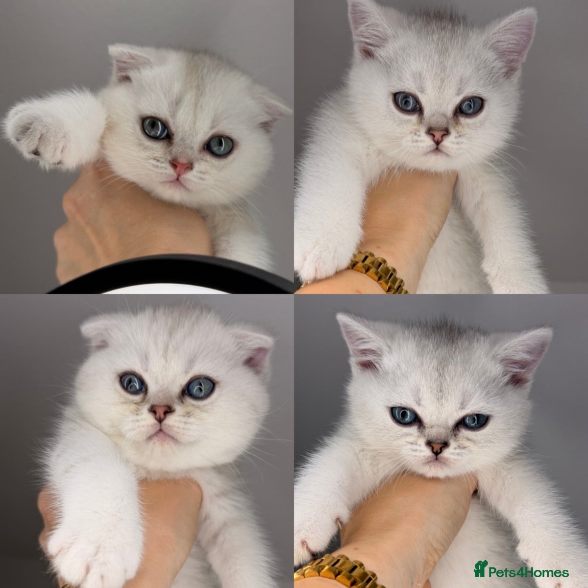 Scottish Fold cats Ocean-blue eyes Scottish Folds/Straight - Advert 1