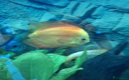 Discus fish for sale: Discus,  Well grown discus fish  - Image 4