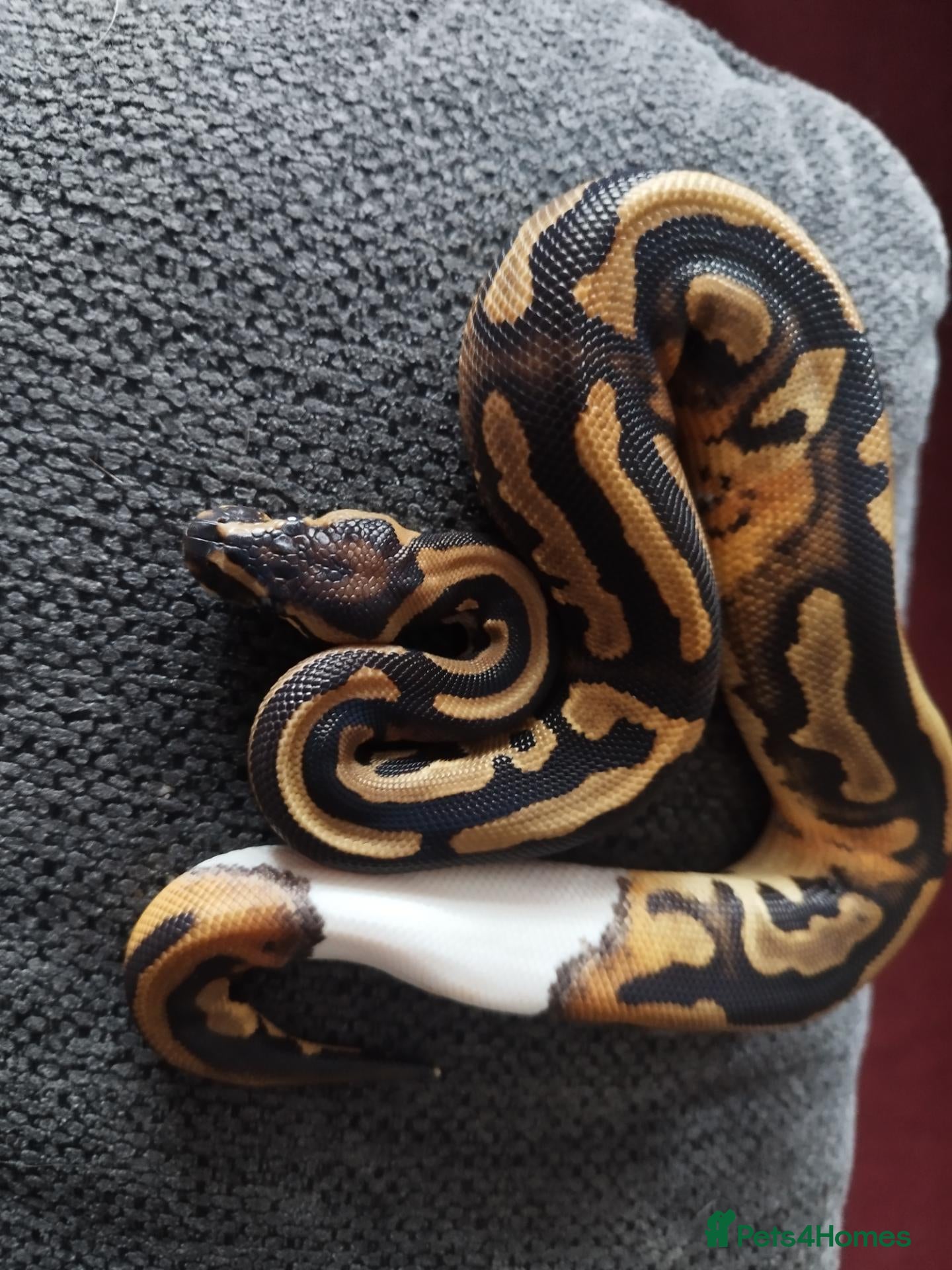 Python Snake reptiles Royal pythons last few left and corsnakes - Advert 24