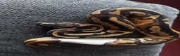 Python Snake reptiles for sale: Royal pythons last 2 !!! - Advert 1