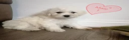 Bichon Frise dogs for sale: Bichon Frise Bichons - Advert 18