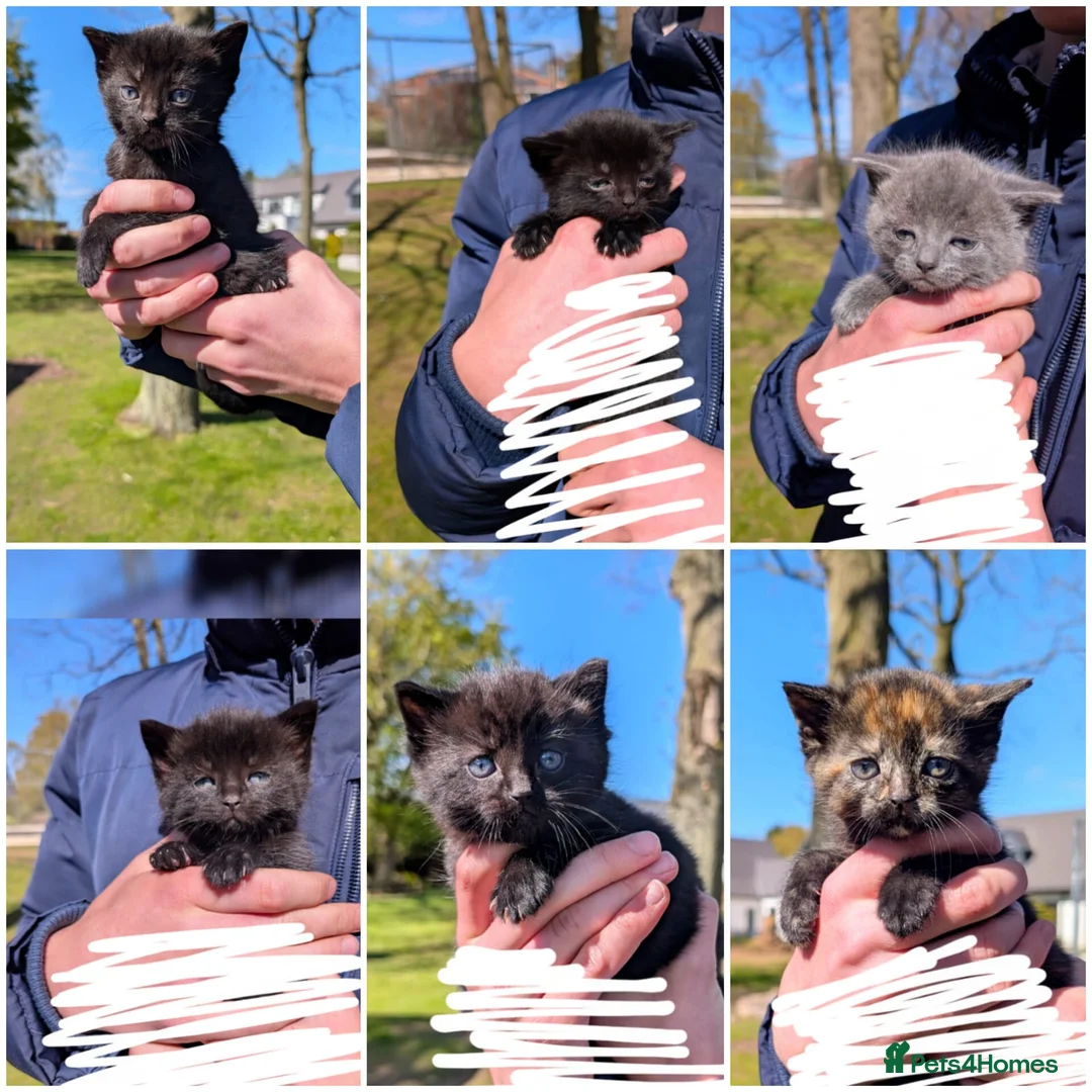 Mixed Breed cats for sale: 6 Adorable mixed breed kittens for sale - Advert 1