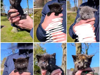 Mixed Breed cats 6 Adorable mixed breed kittens for sale - Advert 9