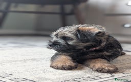 Border Terrier dogs for sale: HOME BRED GRIZZLY BORDER BOYS - Image 11