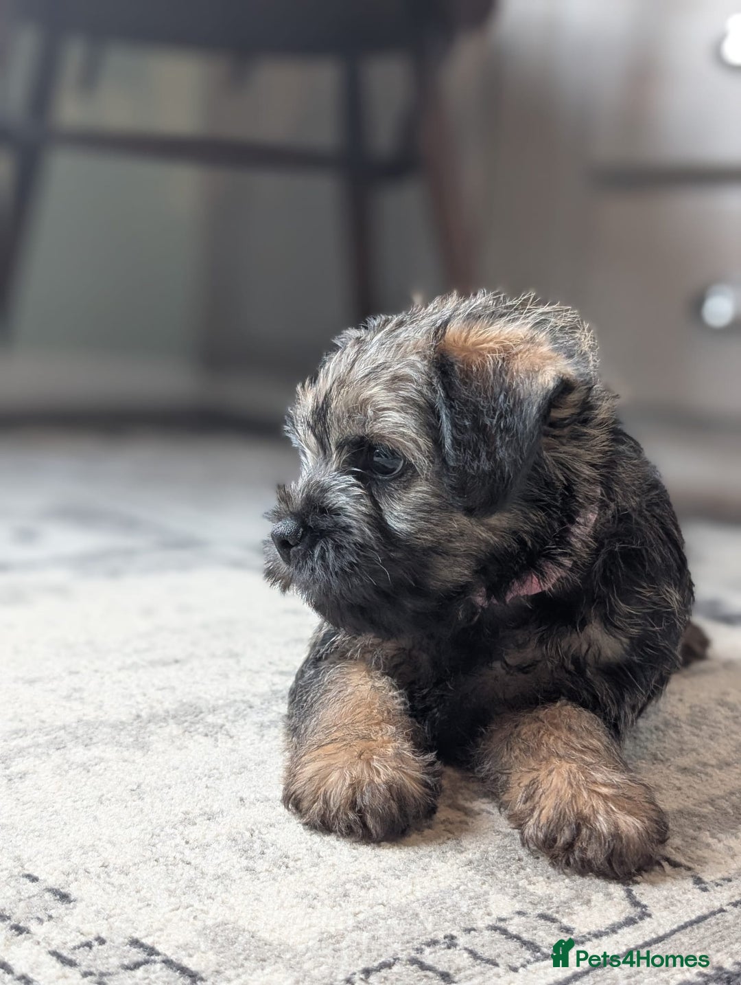 Border Terrier dogs for sale: HOME BRED GRIZZLY BORDER BOYS - Image 11