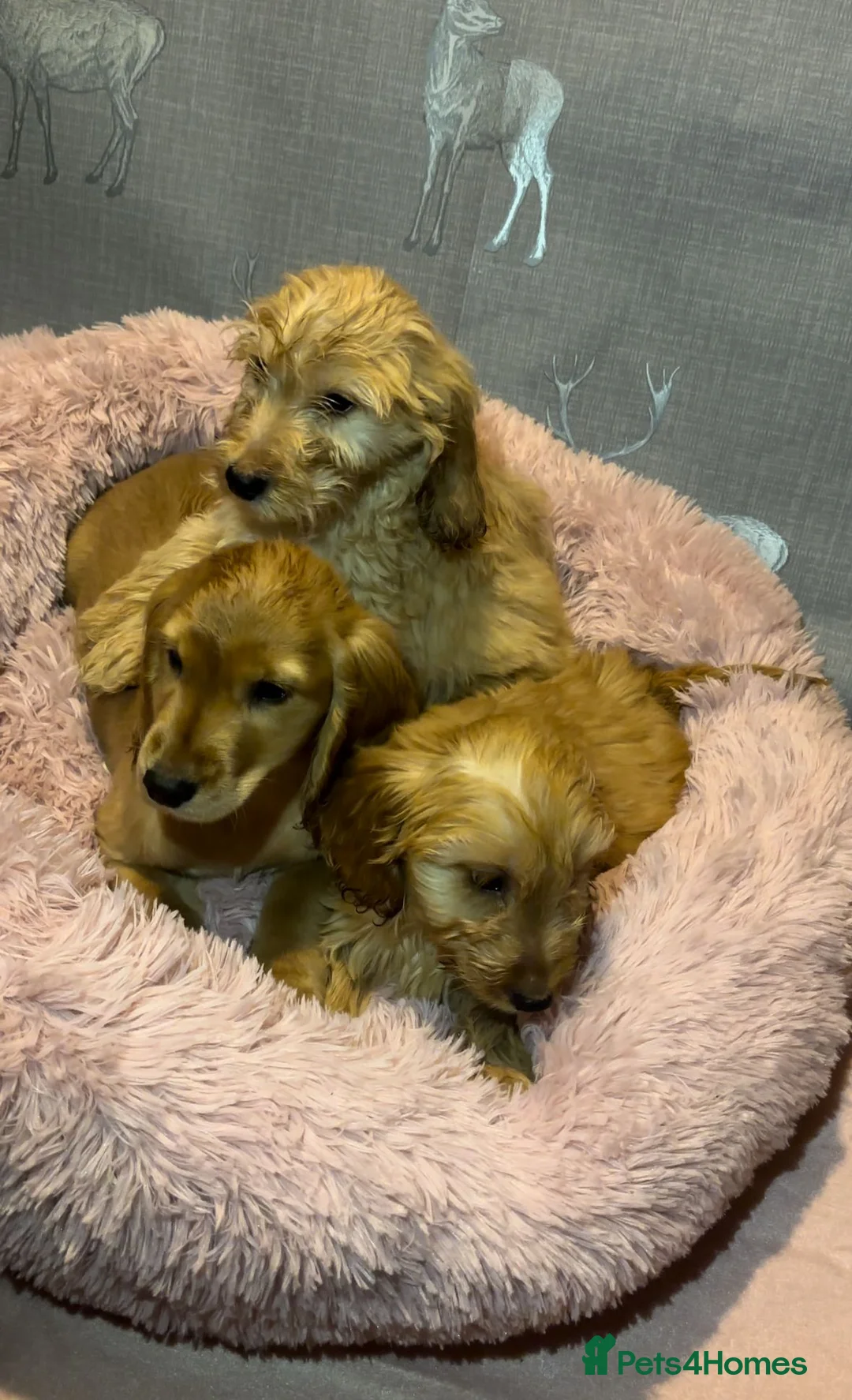 Cockapoo dogs for sale: Cockapoo puppies for sale  - Advert 2