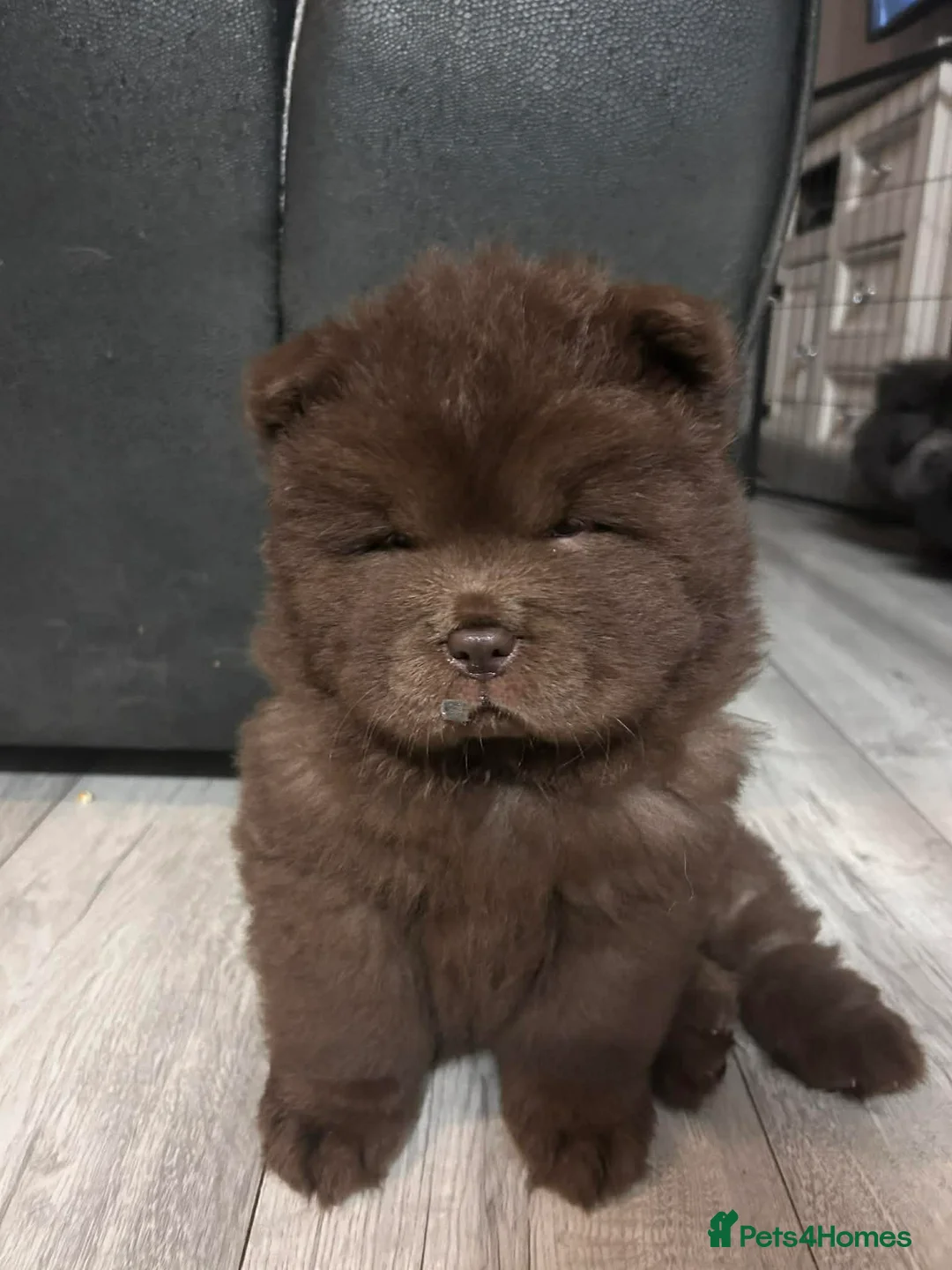Chow Chow dogs for sale: Rough Coat Chow Chow Puppies in Peterborough - Advert 32