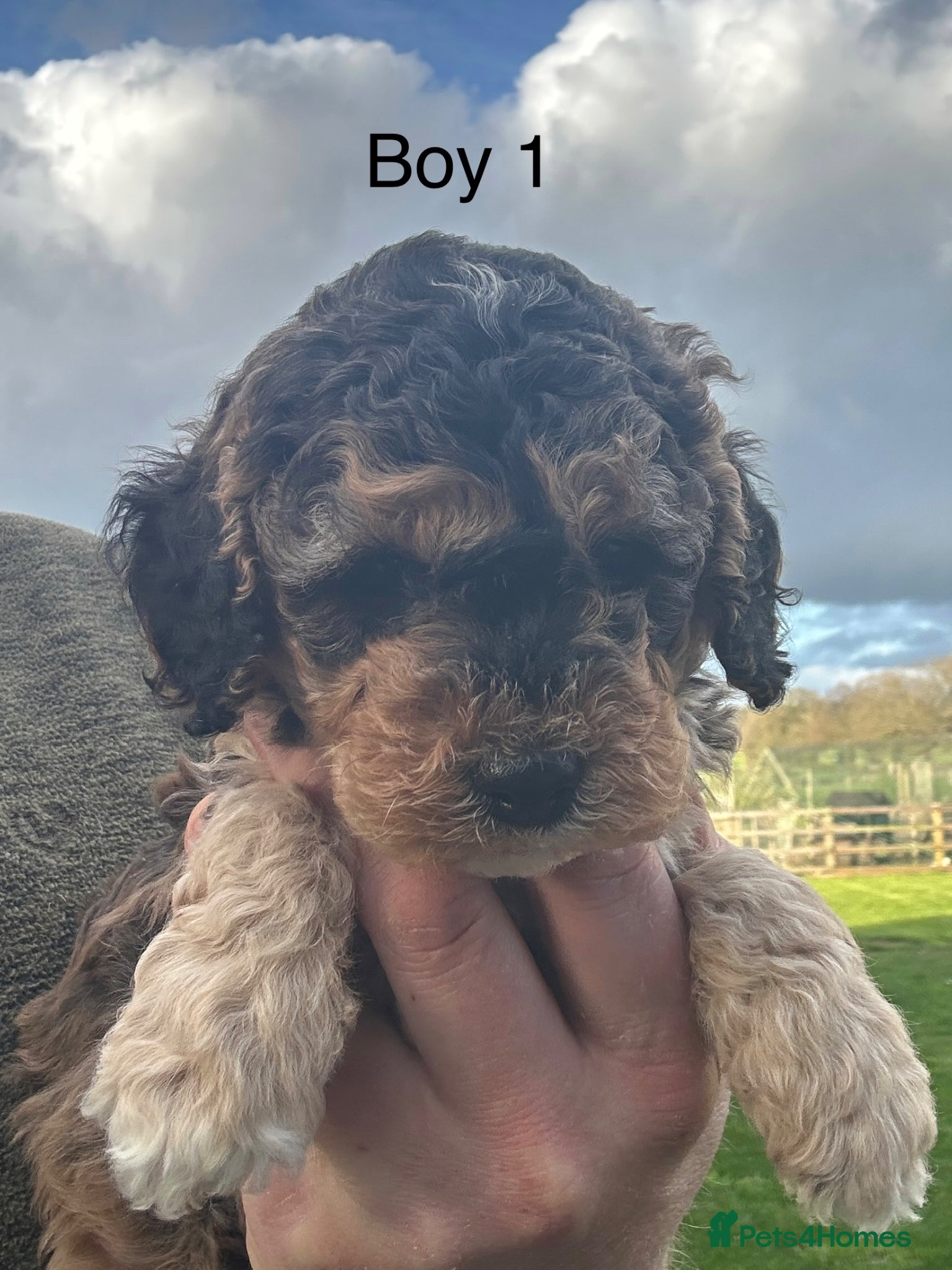 Cockapoo dogs Outstanding Cockapoo Puppies - Fully Health Tested - Advert 2