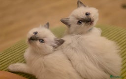 Ragdoll cats for sale: 3 Bluepoint Ragdoll kittens born 6th September! 🐈 - Image 13