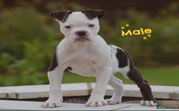 Old Tyme Bulldog dogs for sale: Why Settle for Less? 5⭐️Rated, 23 Years Experience - Image 13